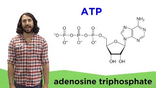 Metabolism and ATP [upl. by Alfi66]