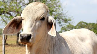 REAL COW VIDEOS REAL COW SOUNDS  Cow Video [upl. by Aivataj]