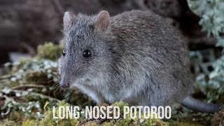 Longnosed Potoroo  Conservation Ecology Centre  Cape Otway [upl. by Larsen]