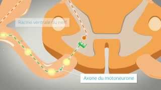 Le réflexe myotatique [upl. by Anoi]