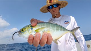 Using BIG BAITS to Catch Dinner Catch Clean Cook Amberjack [upl. by Furlong]