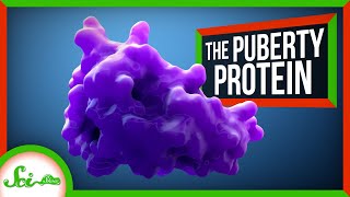 The Protein That Switches on Puberty [upl. by Hut]