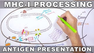 MHCI Processing  Antigen Processing and Presentation [upl. by Arnaud]