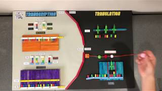 Polypeptide Synthesis Interactive Model [upl. by Patrice]