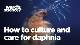 Caring and Culturing for Daphnia [upl. by Oir]