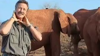 Horrific Methods Used by Elephant Poachers  BBC Studios [upl. by Ashil]