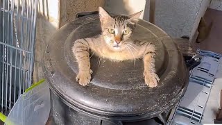 🤣 FUNNIEST Pet Bloopers  Dog and Cat Videos [upl. by Ecinreb]