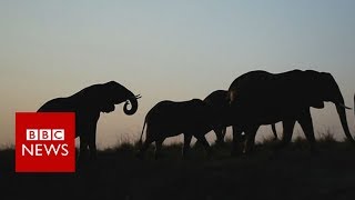 Can drones stop wildlife poachers  BBC News [upl. by Faletti]