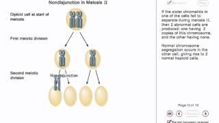 Chromosome Nondisjunction Animation [upl. by Niltak]