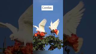 Corella the white Cockatoos [upl. by Staffan]