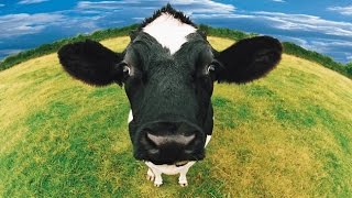 Cow Sounds [upl. by Malinda]