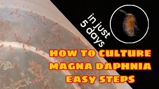 How to Culture Magna Daphnia Easily [upl. by Narad]