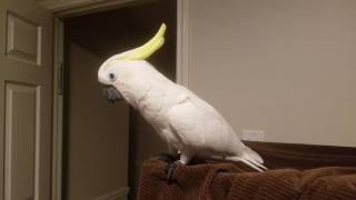 Cockatoo Talking Asks To Go To Bed PARROT VIDEO OF THE DAY [upl. by Elletnohs596]