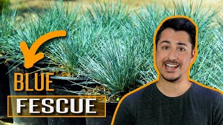 How to use Blue Fescue Festuca glauca in your garden [upl. by Cowley]