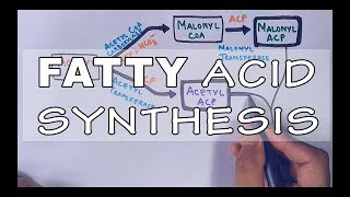 Fatty Acid Biosynthesis  Part II [upl. by Moir]