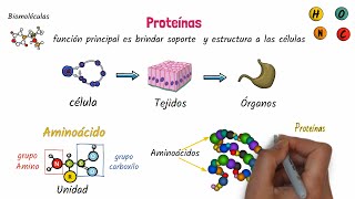 Proteínas Biomoléculas [upl. by Tor98]