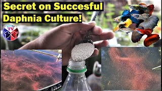 How to Culture Daphnia Successfully [upl. by Osrit]