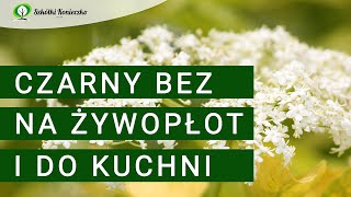 Czarny bez Sambucus nigra  krzew idealny na żywopłot [upl. by Danaher]