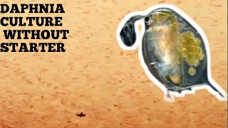 HOW TO CULTURE DAPHNIA NATURALLY WITHOUT A STARTER [upl. by Yekcir3]