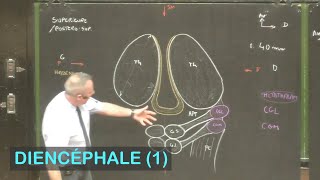 Anatomie du diencéphale 1 Neuroanatomie 6 [upl. by Strephon]