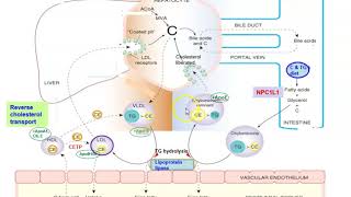 Cholesterol transport Exogenous amp Endogenous pathways [upl. by Haas]