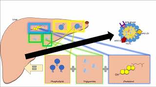 Lipid amp Lipoprotein Processing Part 2  Chylomicron Metabolism [upl. by Gentilis]