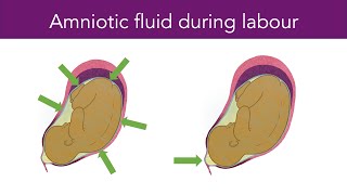 amniotic fluid during pregnancy [upl. by Serolod]