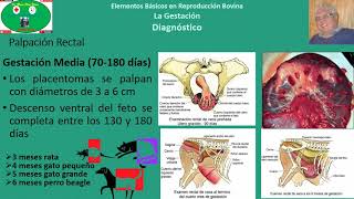 Gestación en Bovinos Parte 3 Palpación Rectal [upl. by Homer]