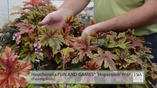 Heucherella Production Tips  Walters Gardens [upl. by Inerney]