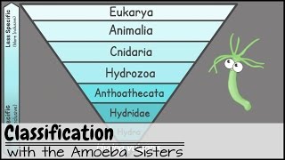 Classification [upl. by Hobbs]