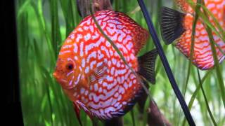 My Stendker Discus Cobalt Leopard Checkerboard Brilliant Turq Fire Red and Blue Pigeon Blood [upl. by Ettenel]