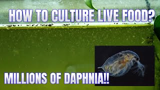 How to Culture Daphnia Secret Method to Breed MILLIONS  Simply Aquatic [upl. by Akinot864]