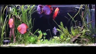 How to Set Up a Discus Aquarium Filtration Water Chemistry and More [upl. by Howes930]