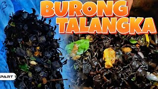 EP998P1  Burong Talangka [upl. by Wadleigh]