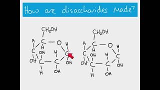 AS Biology  Making and breaking glycosidic bonds [upl. by Thorndike368]