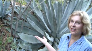 What You MUST Know About Century Plants Agave americana [upl. by Tabitha155]