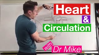 Heart Circulation  Cardiology [upl. by Dutch]