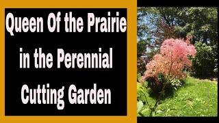 Planting Filipendula Rubra aka Queen of the Prairie in the Cutting Garden 🌹🌿🌻  Ep 68 [upl. by Alethia]