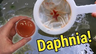 How I Culture Daphnia In Outdoor Tubs [upl. by Hershel]