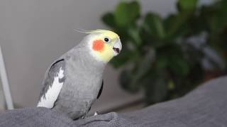 Cockatiel Singing with subtitles 🎶 [upl. by Chiles]