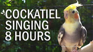 Pied Cockatiel Singing Sounds Tono Cockatiel Calls  Natural Song [upl. by Yeznil]