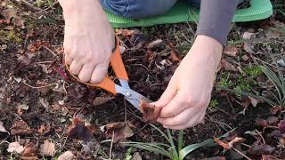 How to Cleanup Coral Bells in Spring 🍃🏡 [upl. by Suissac187]