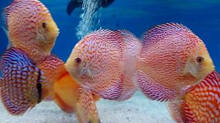 Discus stendker Red e White Leopard 03092018 [upl. by Aisyle]