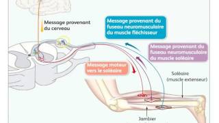 Motricité volontaire intégration nerveuse et plasticité cérébrale FMorales [upl. by Bright]