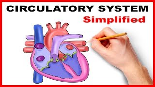 Circulatory System Physiology Heart Simplified [upl. by Riggs941]