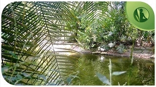 6 HORAS de Sons da Natureza Sons de Água Pássaros Cantando Sons da Floresta ૐ Relaxar e Dormir [upl. by Kcirtap546]