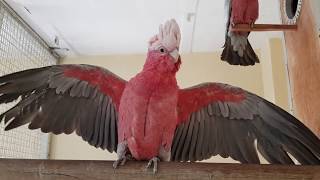 Galah Cockatoo Parrot [upl. by Karola543]