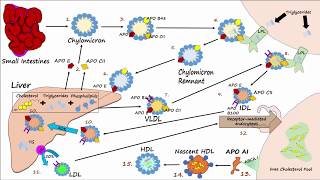 Lipid amp Lipoprotein Processing Part 3  Formation of LDL and HDL [upl. by Zetniuq313]