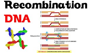 DNA recombination basic [upl. by Cheyney]