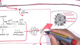 Physiology of Lipoproteins Cholesterol [upl. by Kresic]